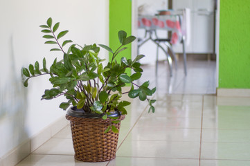 Zamioculcas Zamiifolia - plant pot indoors, inside home, getting sun lighting