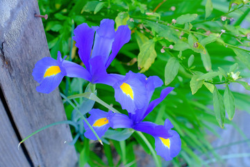 Iris viola in un giardino.