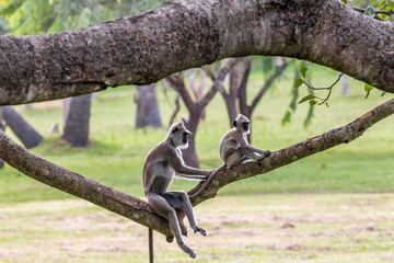Grey Langur