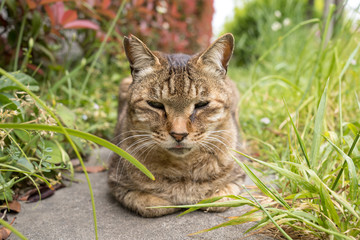 草むらで気ままに暮らす野良猫