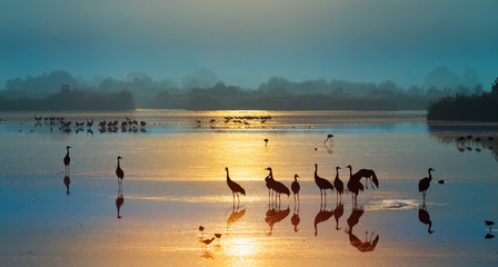 Common Crane, Grus grus, big bird in the natural habitat. National Park Agamon of Hula Valley in...