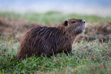 Wild nutria in Hula Lake nature reserve, Israel