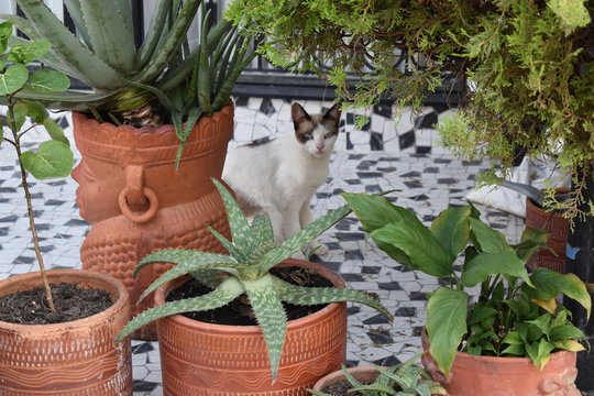 Gato blanco con una cabeza marr&oacute;n entre los arbustos de un ante-jard&iacute;n de una residencia.