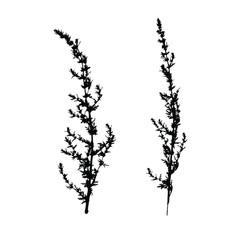 Set of black field grass silhouettes. Decorative grass isolated elements on a white background. Suitable for design postcards, patterns. Stock vector illustration.