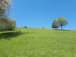 Landscape with big meadow and trees