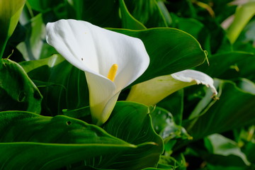 Calla fiorita in un giardino.