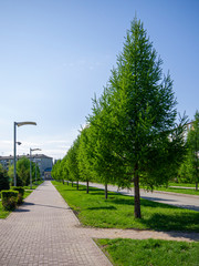 Road with trees for hiking on a sunny day. Hiking as a means to improve the health status of people with a sedentary lifestyle.