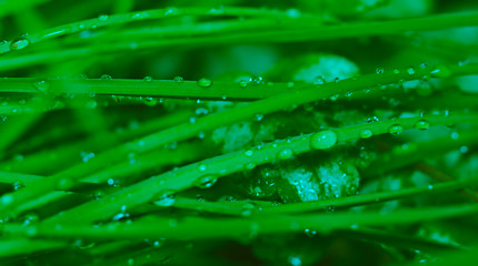 Macro fotografía de  muchas gotas de lluvia en el pasto que brillan con la luz del sol