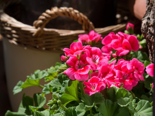 Fototapeta premium Geranium popular garden plant, grown as houseplants and bedding plants in temperate regions.
