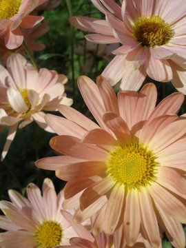 Delicate pinkish yellow flowers close-up, beautiful floral background.