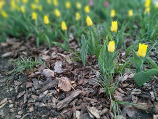 zółty tulipan w ziemi z kamienim