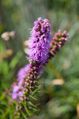 Flower High Line