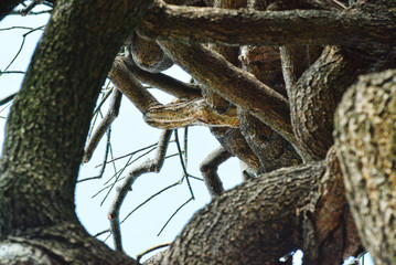 Tronco e rami di un albero noto come Sophora Japonica.