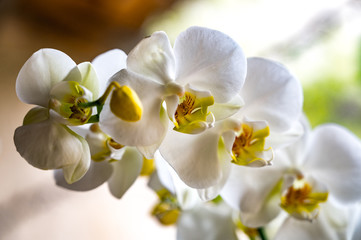 Branche d'orchidées