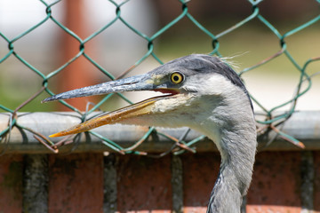 Gray heron landing in the city, Airòn, Airone cenerino, Ardea cinerea photographed in the...