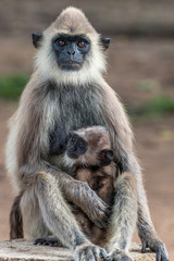 Grey Langur