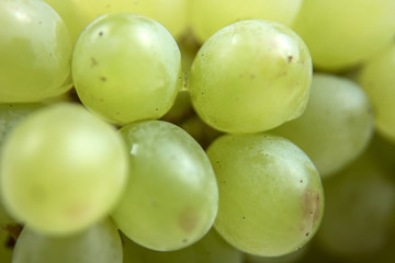 Obraz na płótnie Canvas Bunches of grapes close-up. Green grape. Ripe, juicy, natural grapes.