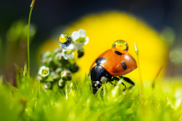  Ladybug with drops of water in which a yellow flower is reflected. The concept of nature, spring, summer. Environment Day. Macro photo. Copyspace.