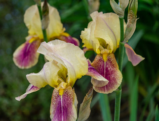 Bicolor Yellow Purple Irises germanica or Bearded Iris on  background of green landscaped garden. Three beautiful head of iris. Selective focus. There is place for your text.