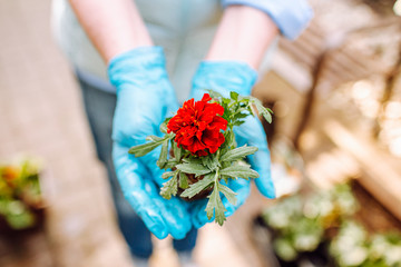 Woman in blue gloves holding a flower of marigold without pot with nakes roots. Woman is going to transplant flowers. Home gardening.