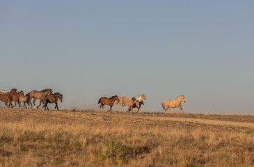 Herd of Wild Horses Running in the Utah Desert in Spring