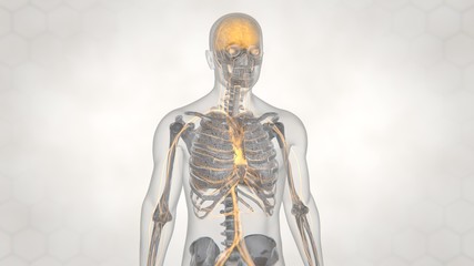 3d illustration of human lung structure.pneumonia.tuberculosis