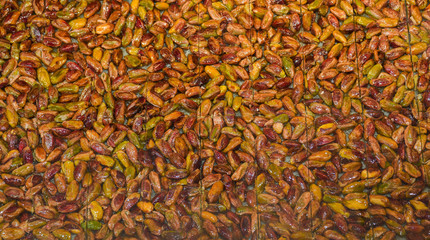 Traditional baklava sweet dessert delights, cataif pastry. Fresh Food Buffet Brunch