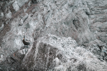 Pelican is sitting sitting on the rocks. Birds of the Sea of Cortez. Gulf of California. Punta Púlpito. Baja California Sur. Mexico.