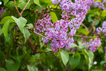 Spring branch of blossoming lilac