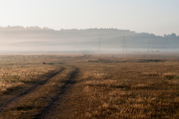 The cows that pasturing in the meadow of brown color far away. Foggy weather. Early autumn. Morning