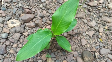 leaves on the ground