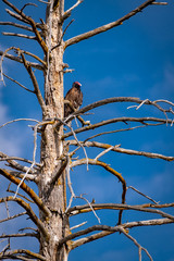 A Turkey Vulture in the top of an old snag against blue sky
