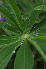green plant close up in summer
