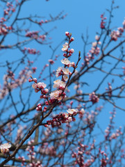 cherry blossom in spring