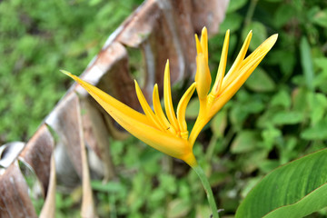 close-up of yellow heliconia flower