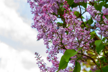 Spring branch of blossoming lilac against the sky