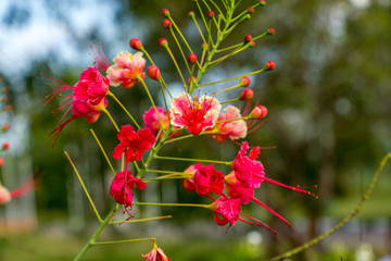 flame tree - Anurâdhapura