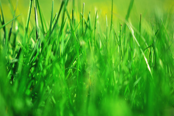 Obraz premium Beautiful green grass after mowing, lawn background. Green grass out of focus with a blurred background. 