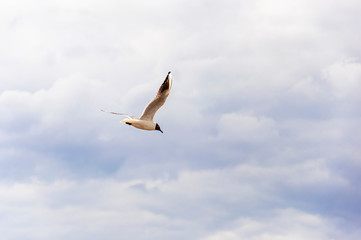 Fototapeta na wymiar Lake Gull (LARUS RIDIBUNDUS) fly in storm blue sky