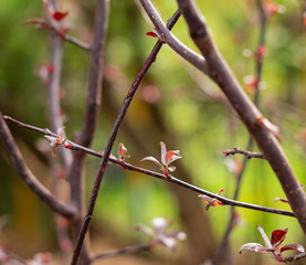Young red leaves are blooming on a tree. Blooming bud. Spring awakening of nature.