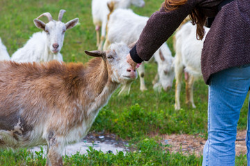 Girl stroking a goat in the village