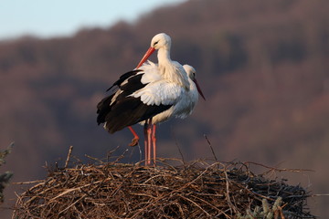 Storchennest in Bensheim Auerbach