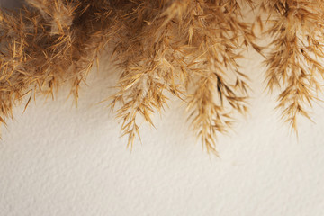 Dried natural pampas grass on white surface. Flat lay. Background boho. Minimalism. Low depth of field..