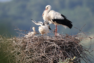 Storchennest in Bensheim Auerbach