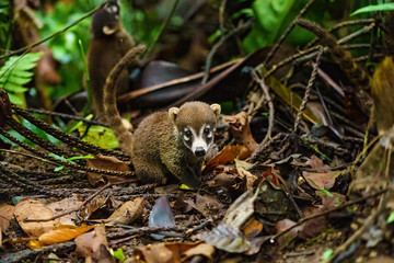 Baby Ring-Tailed Coati (Nasua nasua rufa) looking at camera with innocent expression, taken in Costa Rica