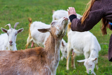 Girl stroking a goat in the village