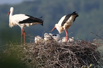 Storchennest in Bensheim Auerbach