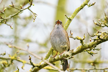 Dunnock (Prunella modularis) singing with beak wide open, taken in the UK