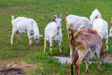 Obraz premium A herd of goats walk in the fresh air on a summer day