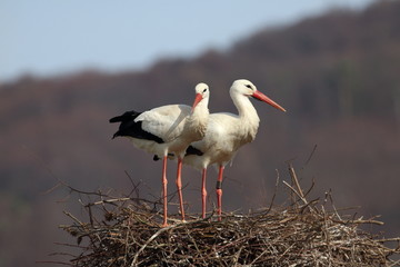 Storchennest in Bensheim Auerbach